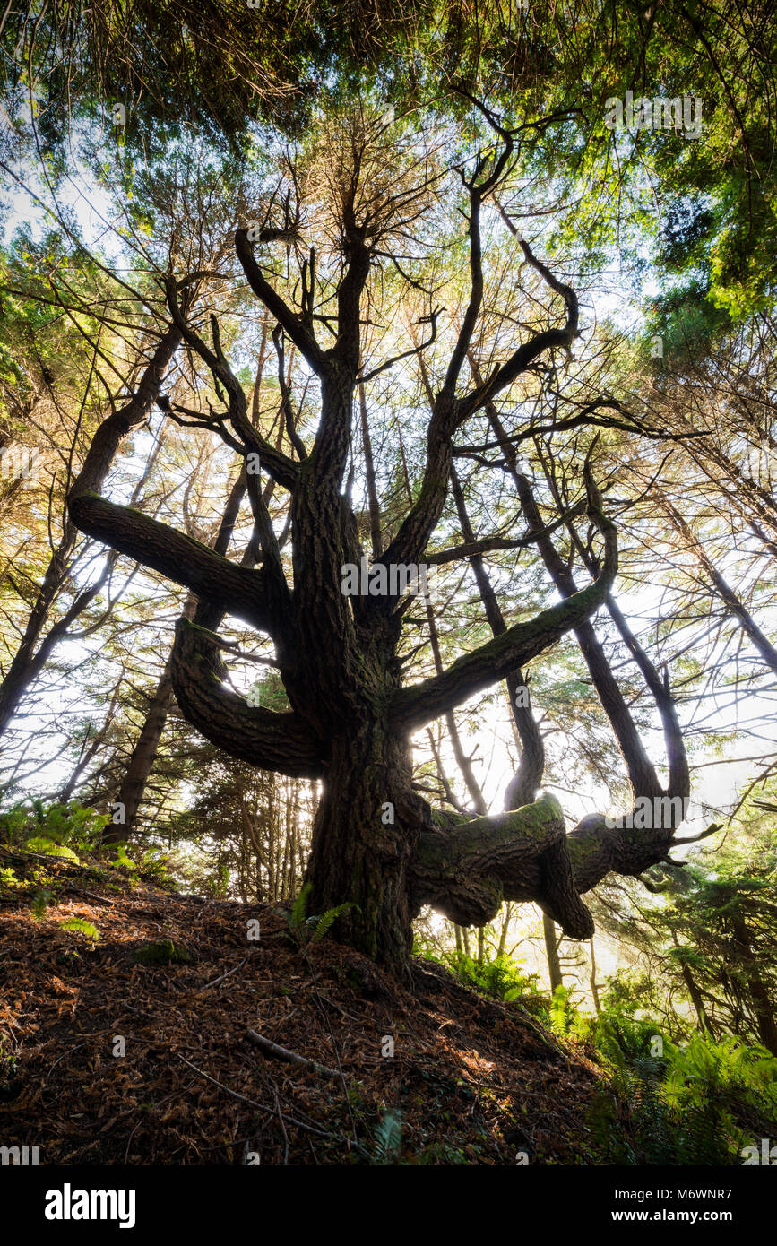 La Peter Douglas et le sentier ombragé Redwoods Dell sur l'extrémité sud de la côte perdue dans le comté de Mendocino, en Californie. Banque D'Images