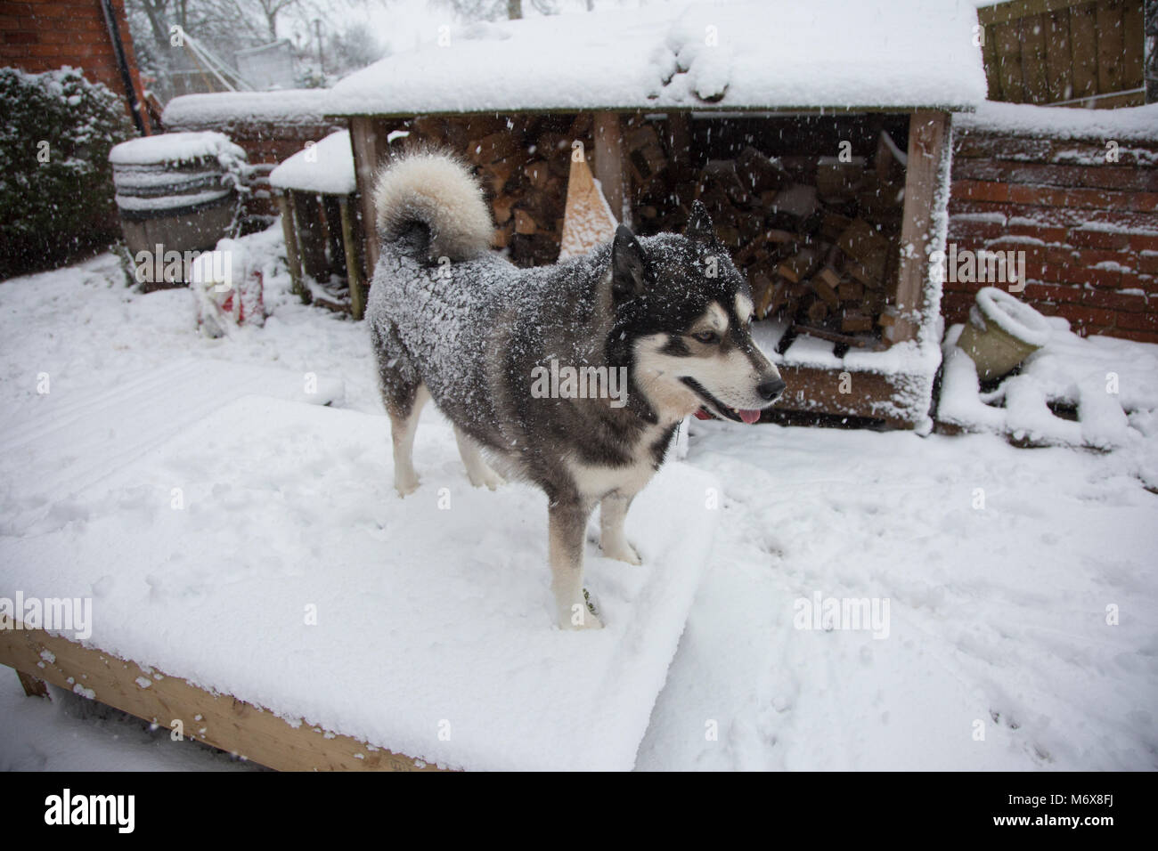 Husky dans la neige en Angleterre Banque D'Images