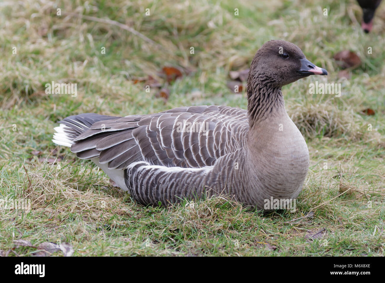 Oie à bec rose unique, Anser brachyrhynchus, dans le Lancashire, Royaume-Uni Banque D'Images