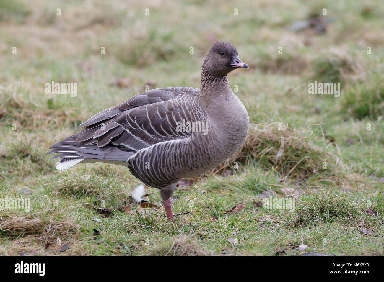 Oie à bec rose unique, Anser brachyrhynchus, dans le Lancashire, Royaume-Uni Banque D'Images