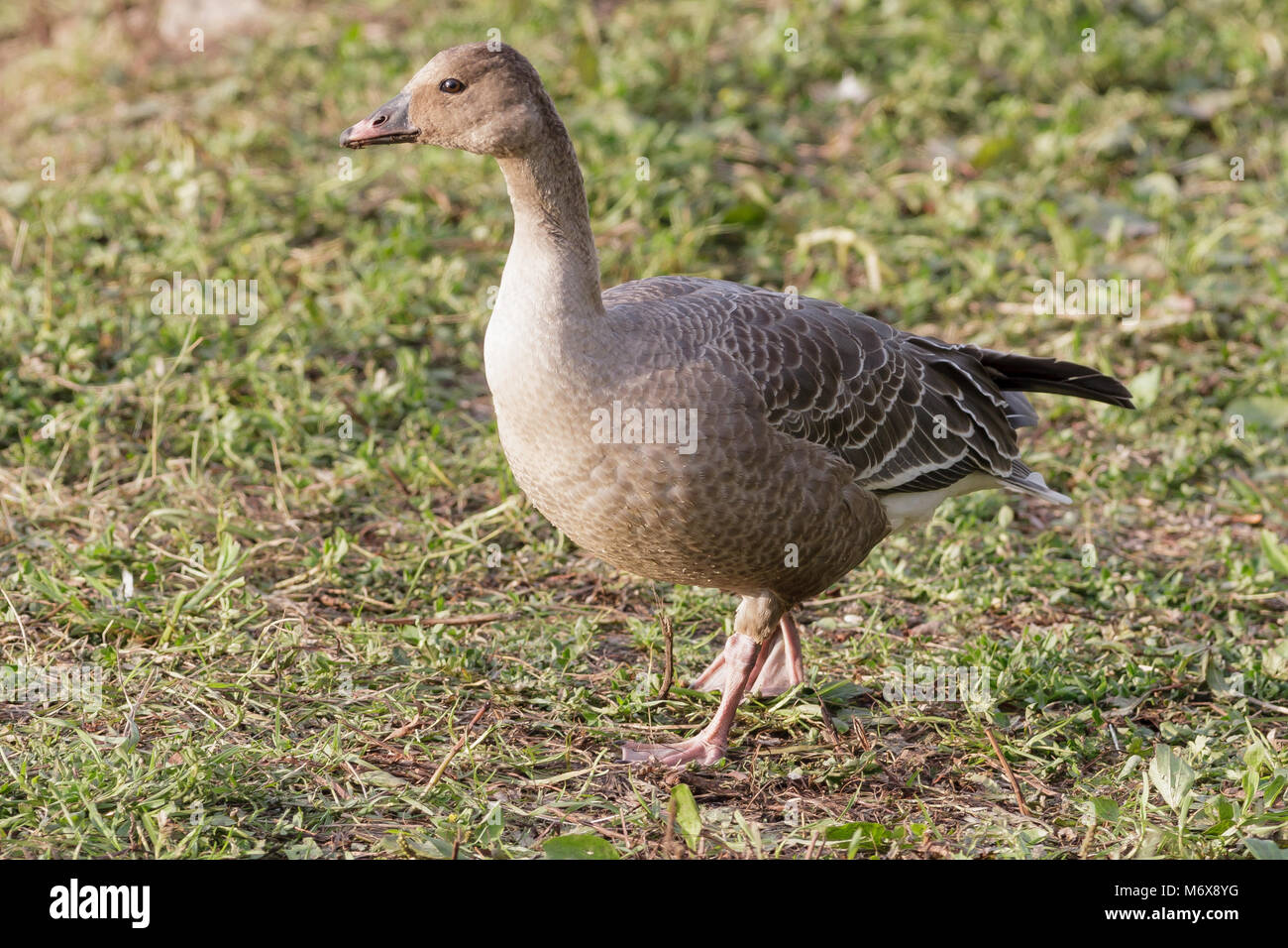 Oie à bec rose unique, Anser brachyrhynchus, dans le Lancashire, Royaume-Uni Banque D'Images