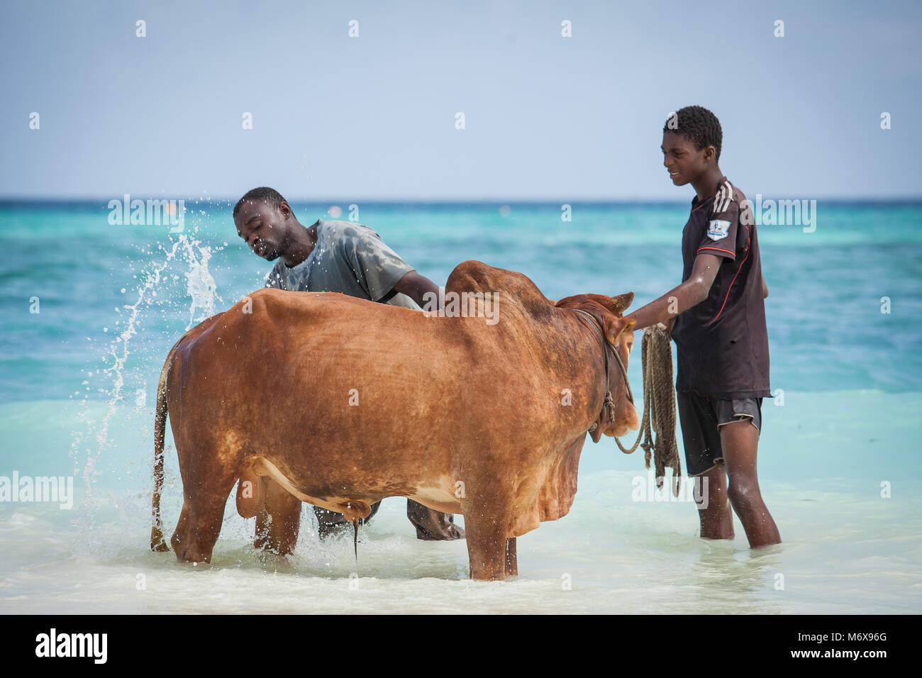 Les hommes lave-vache dans la mer sur la plage de Stone Town, Zanzibar, Tanzanie. Banque D'Images