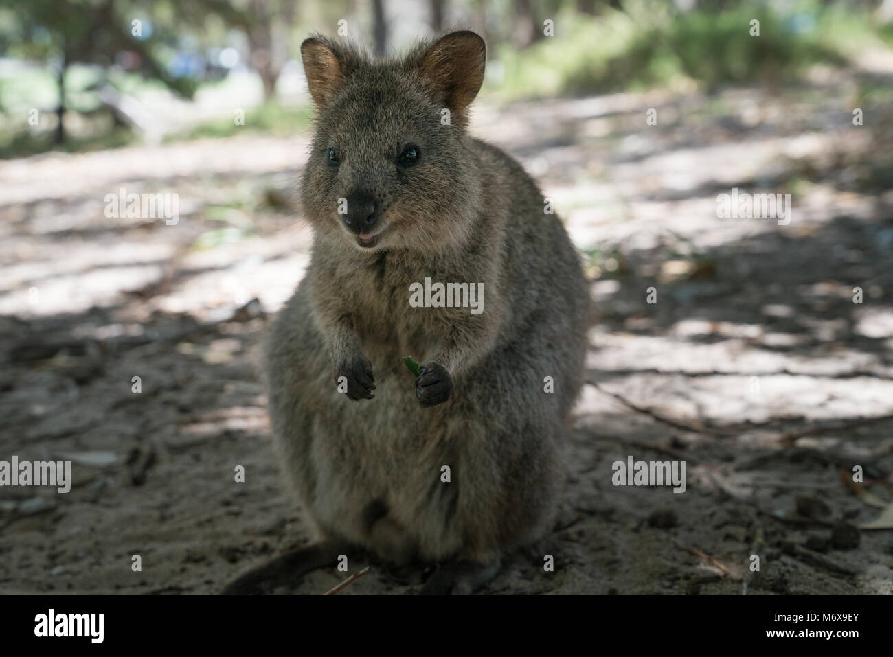 Quokka Chrysocyon brachyurus, libre, a été prise sur Rottnest Island, Australie de l'Ouest Banque D'Images
