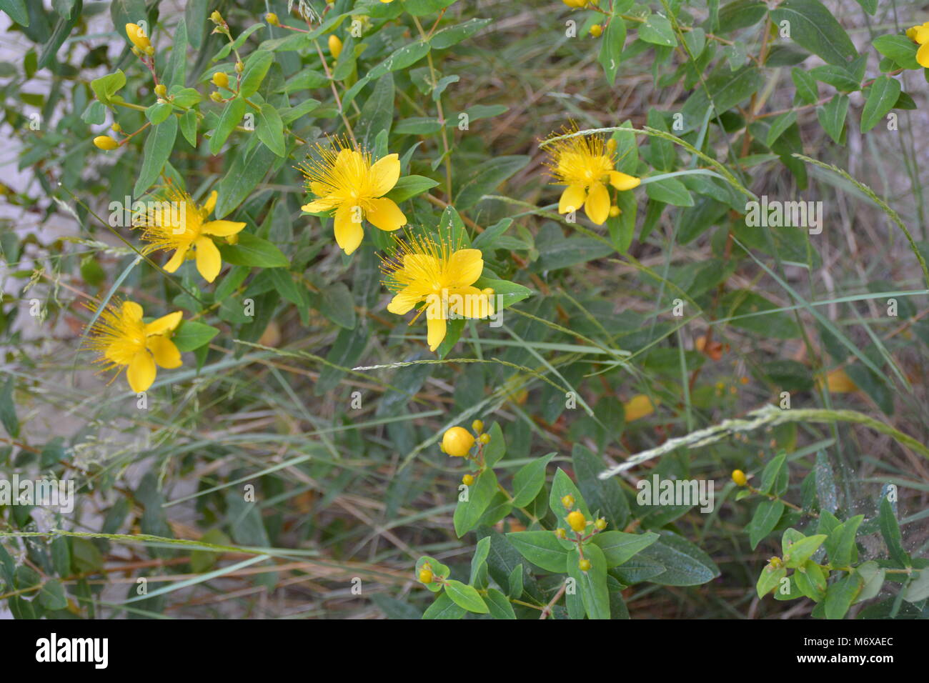 Fleurs jaunes dans la nature Banque D'Images
