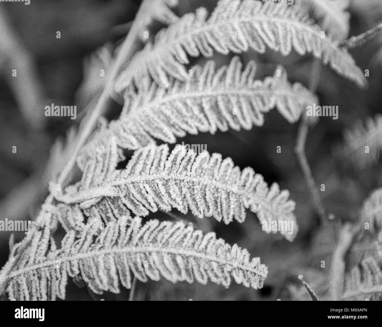 Gros plan de fern de saulen (Pteridium) recouvert de givre en Angleterre, noir et blanc Banque D'Images