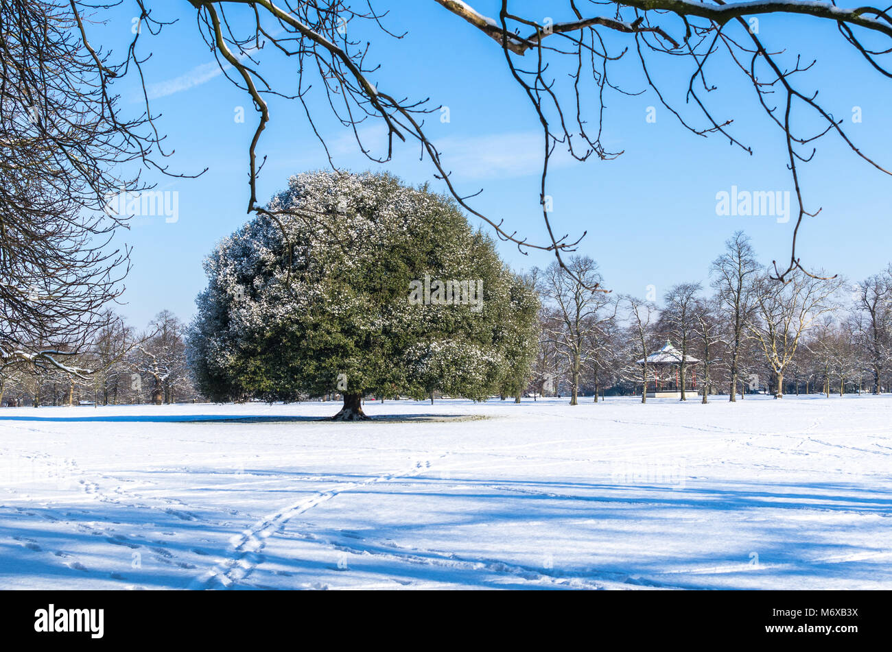 Un chêne dans un parc enneigé à Greenwich Park, Londres Banque D'Images