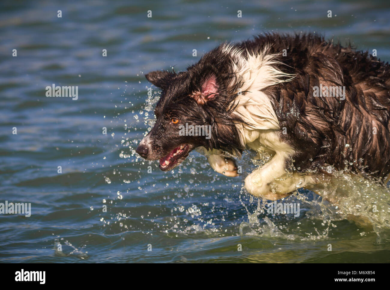 Border Collie jouant dans la mer Banque D'Images