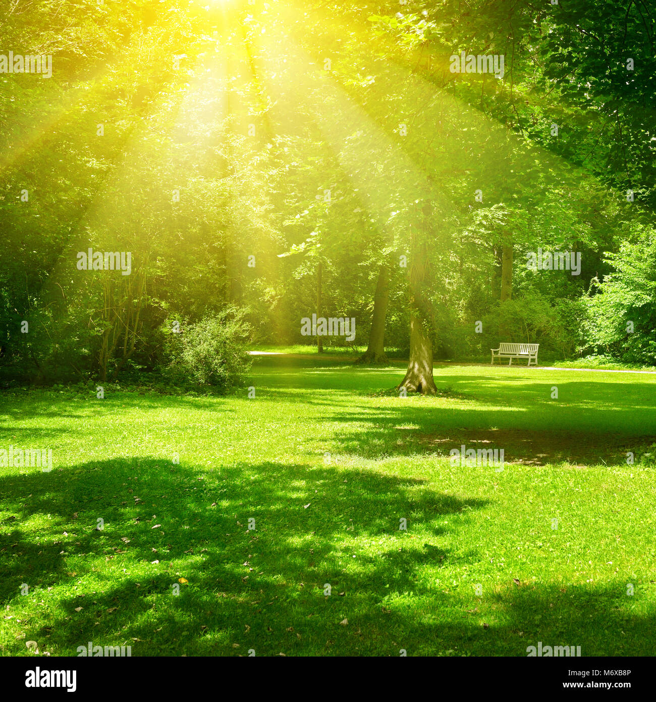 Belle journée ensoleillée dans le parc. Les rayons du soleil éclairent l'herbe verte et des arbres. Paysage d'été. Banque D'Images