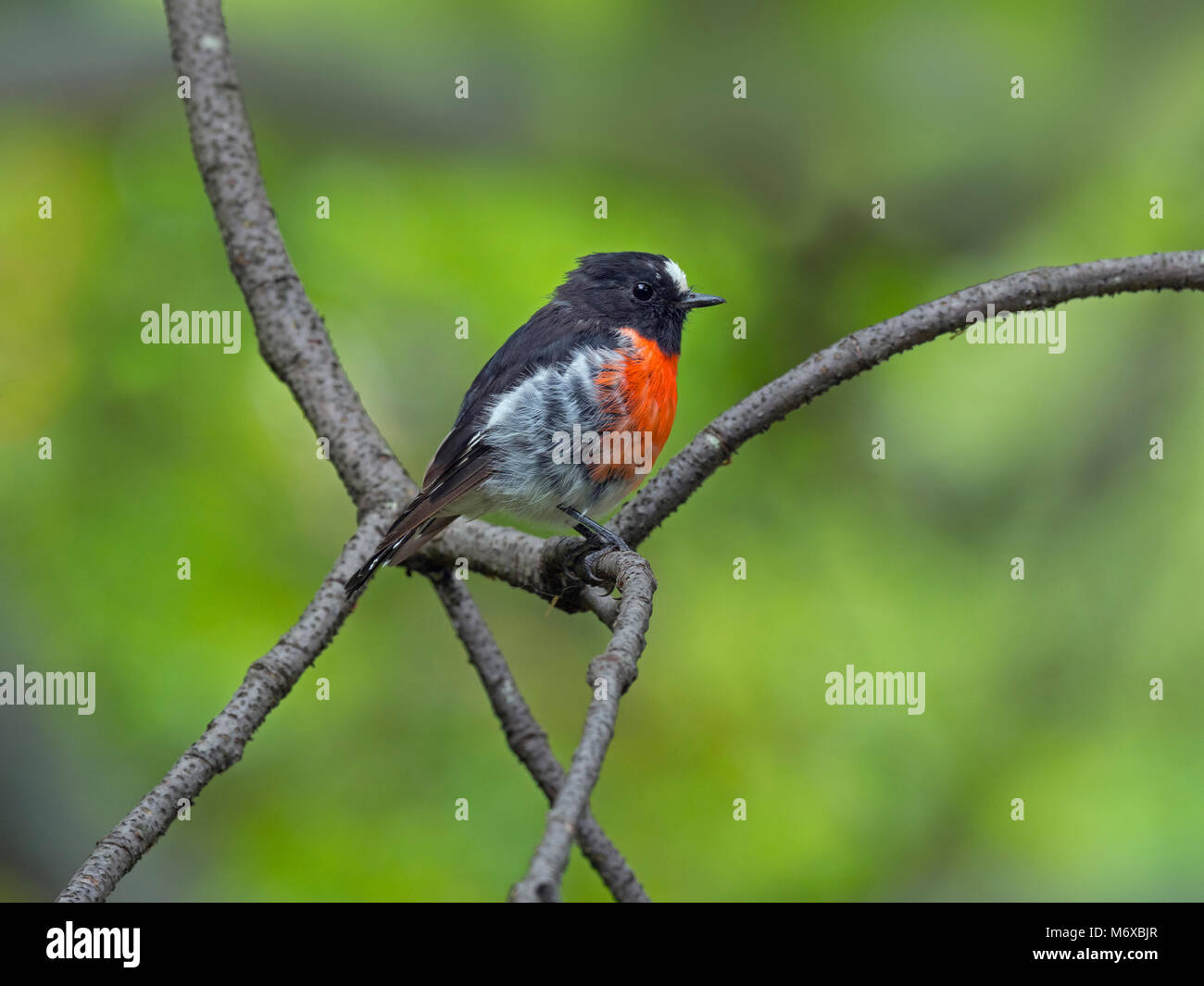 Miro écarlate Petroica boodang Hobart Tasmanie jardins botaniques Banque D'Images