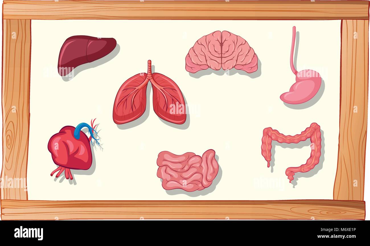 Les organes humains dans le cadre en bois illustration Illustration de Vecteur