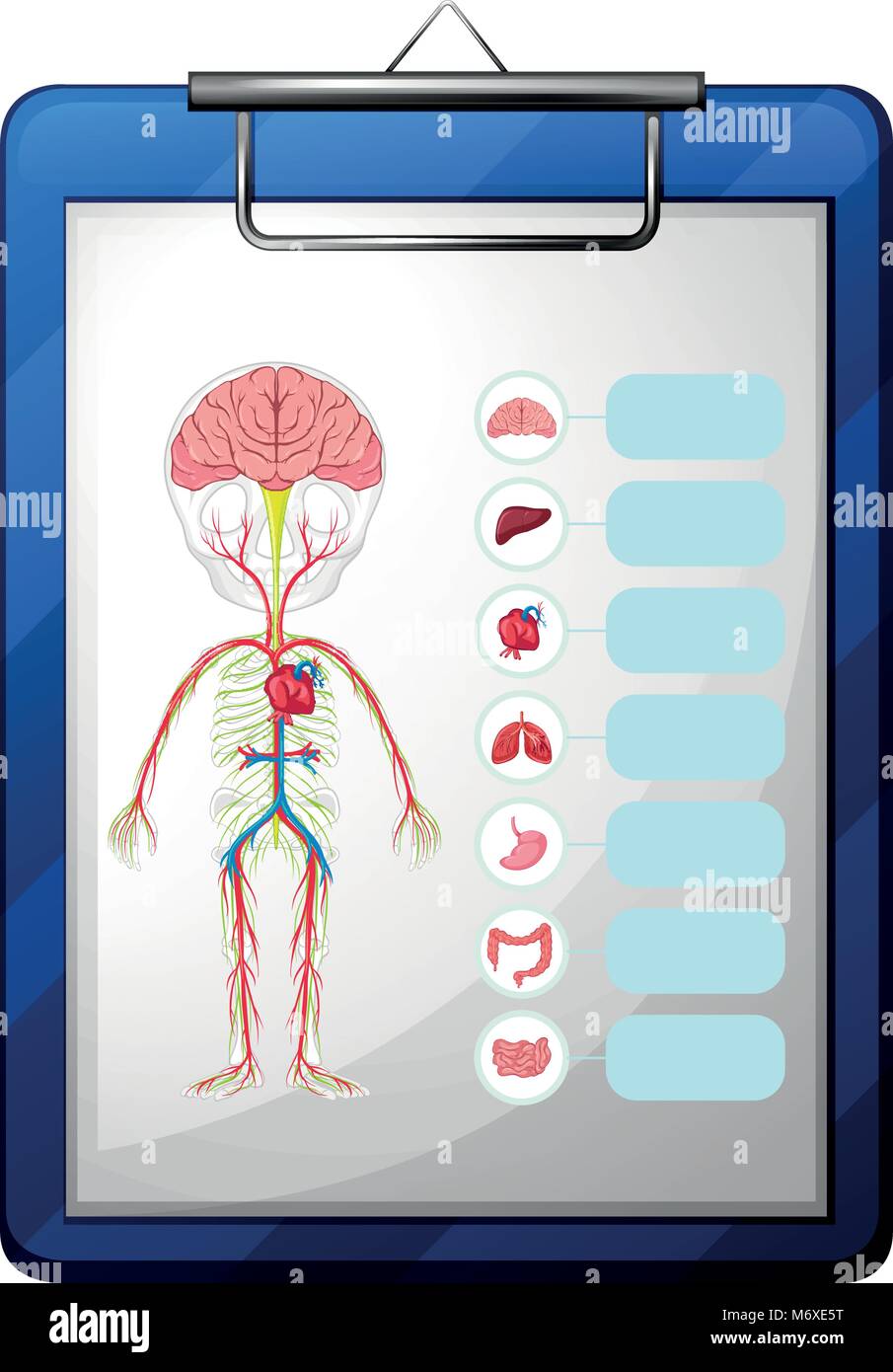 Les organes humains sur tableau bleu illustration Illustration de Vecteur