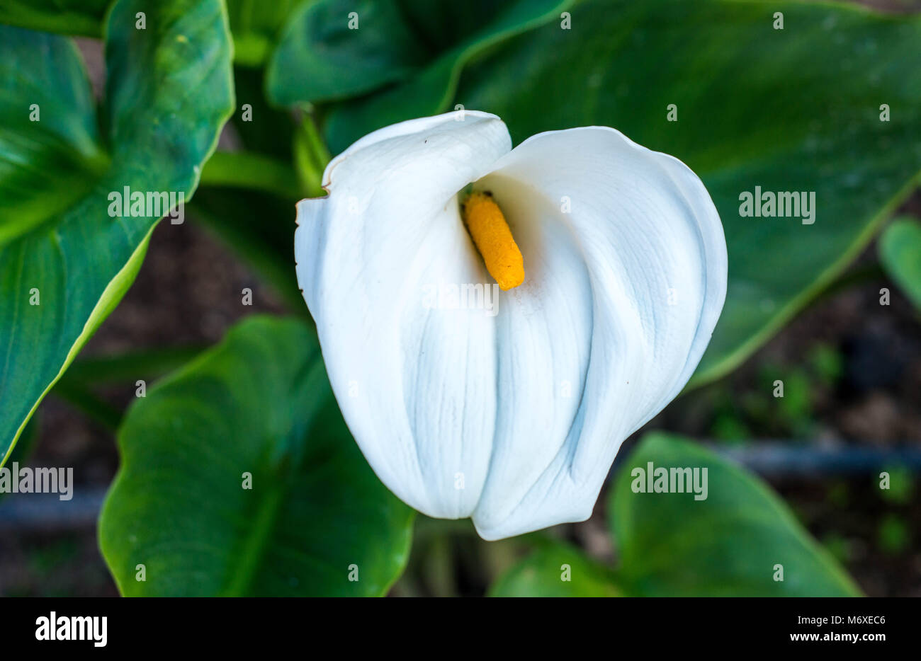 De plus en plus d'arum blanc dans un jardin avec sa spathe et spadice blanc  jaune vu de dessus avec des feuilles vertes Photo Stock - Alamy
