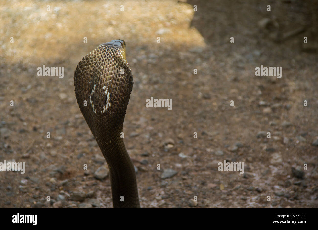 Le capot arrière d'astérisques de serpent cobra naja kaouthia siamois ( ) Banque D'Images