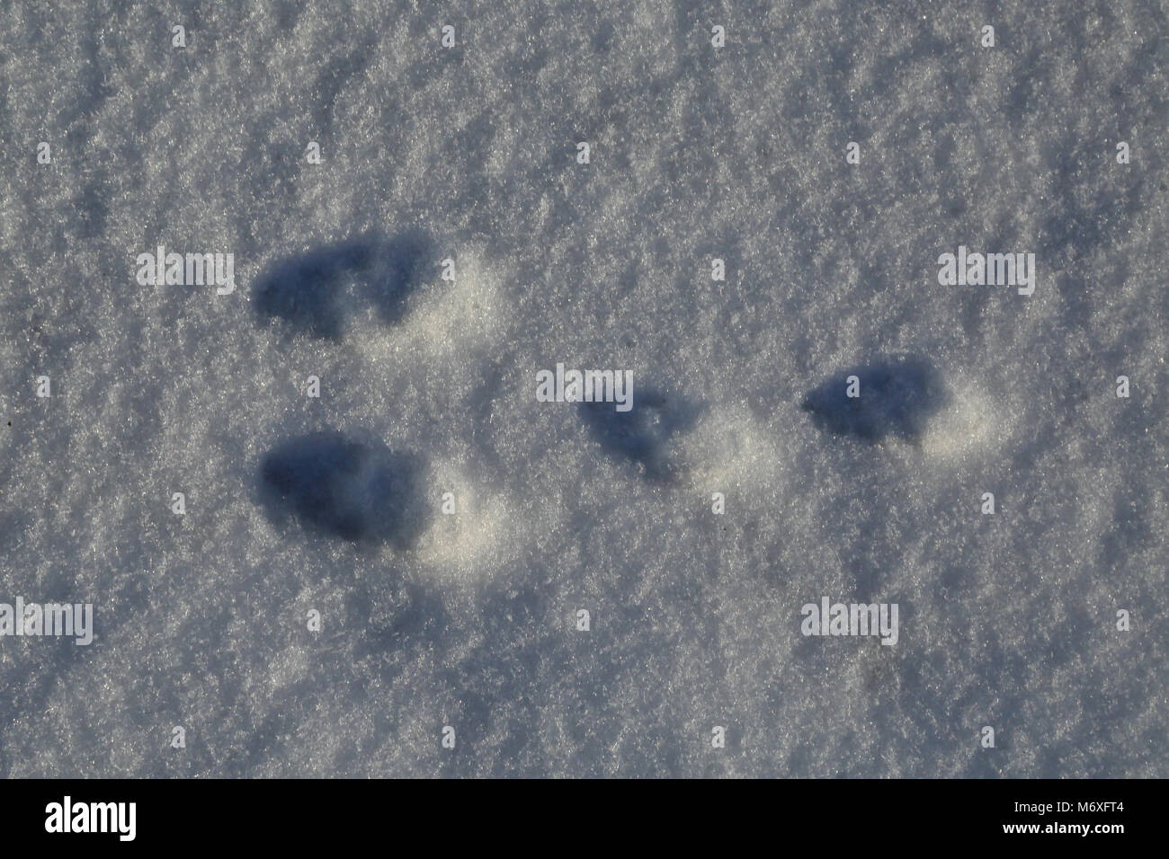 Empreintes de lapin dans la neige à Brabourne près d'Ashford, Kent, Angleterre Banque D'Images