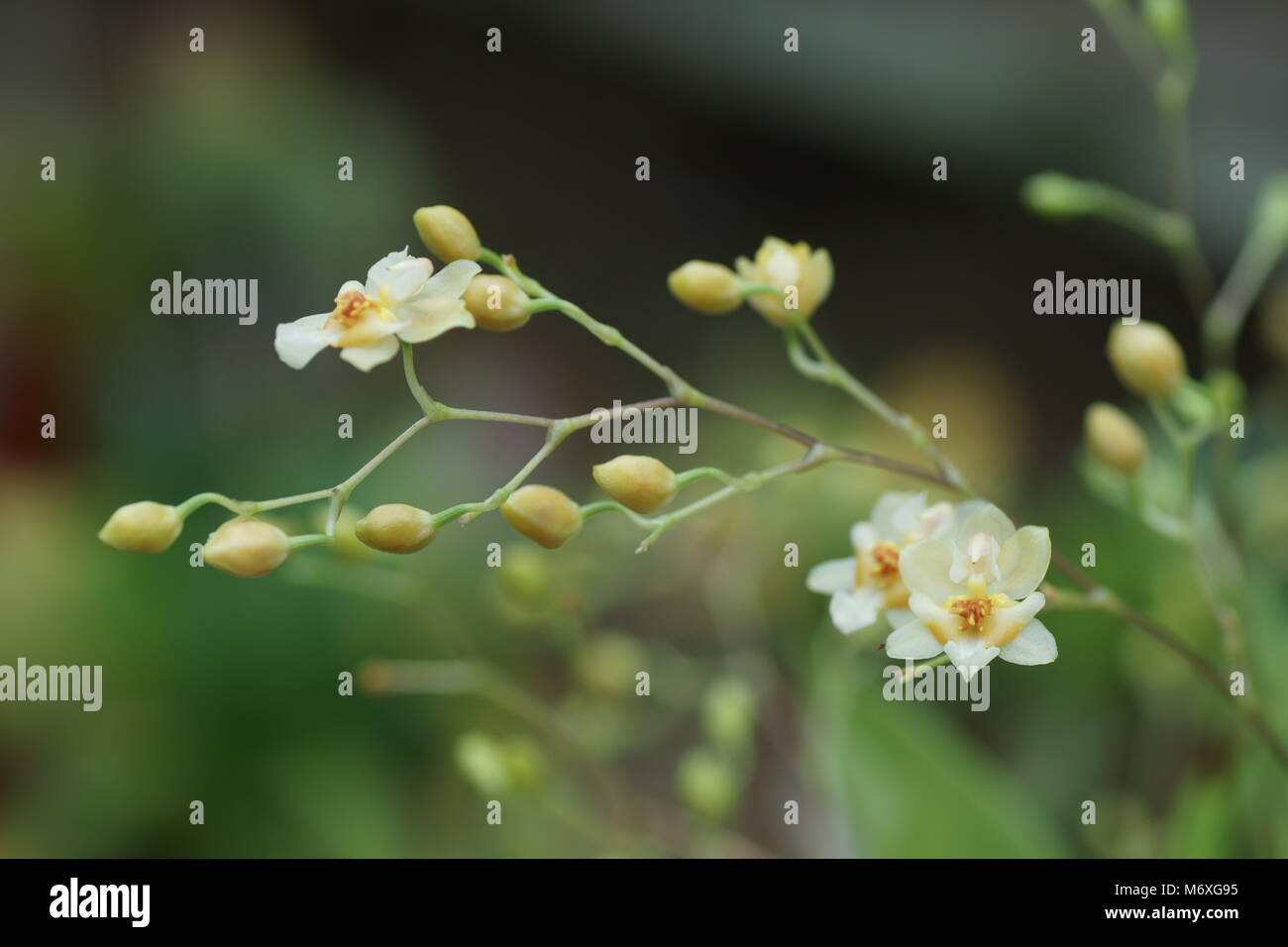 Les fleurs odorantes de l'Oncidium 'Twinkle' Banque D'Images