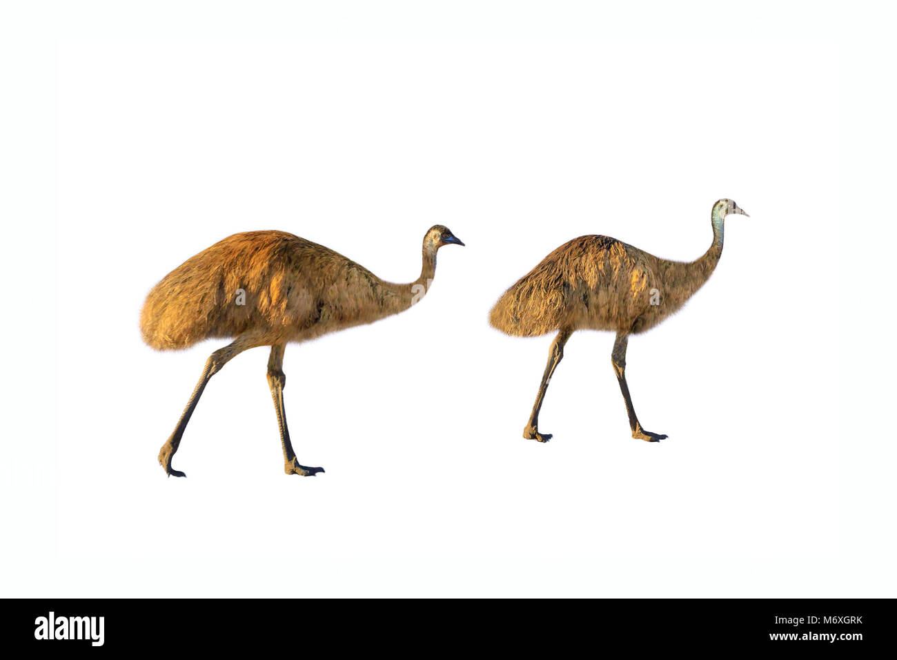 Deux émeus, Dromaius novaehollandiae, marche à pied, isolé sur fond blanc.l'emu est l'oiseau national symbolique de l'Australie. Il vit dans les prairies et les savanes de l'ensemble du territoire australien. Vue de côté Banque D'Images