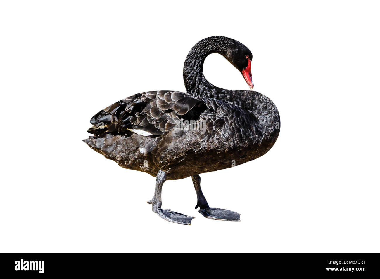 La vue latérale d'un cygne noir Cygnus atratus, ou isolé sur fond blanc. Le Cygne Noir est situé sur la rive de la rivière Swan, Perth en Australie occidentale. Banque D'Images