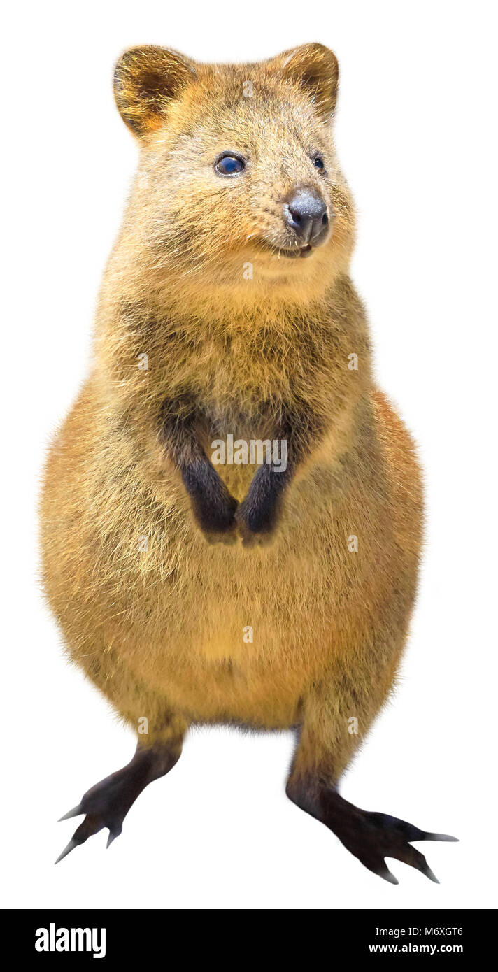 Un mignon Quokka debout, isolé sur fond blanc. Le Quokka est un mammifère marsupial australien et crépusculaire, et nocturnes. Vue de face. Banque D'Images
