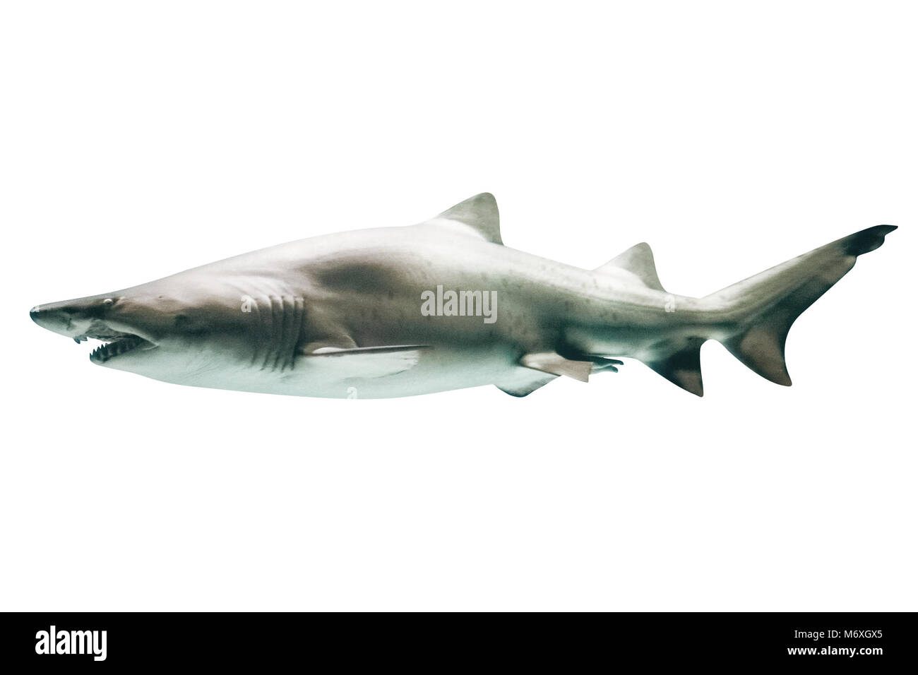 Vue latérale du grand requin blanc, Carcharodon carcharias, isolé sur blanc.Le grand requin blanc est le plus gros poisson connu macropredatory, et est l'un des principaux prédateurs des mammifères marins.Copy space Banque D'Images