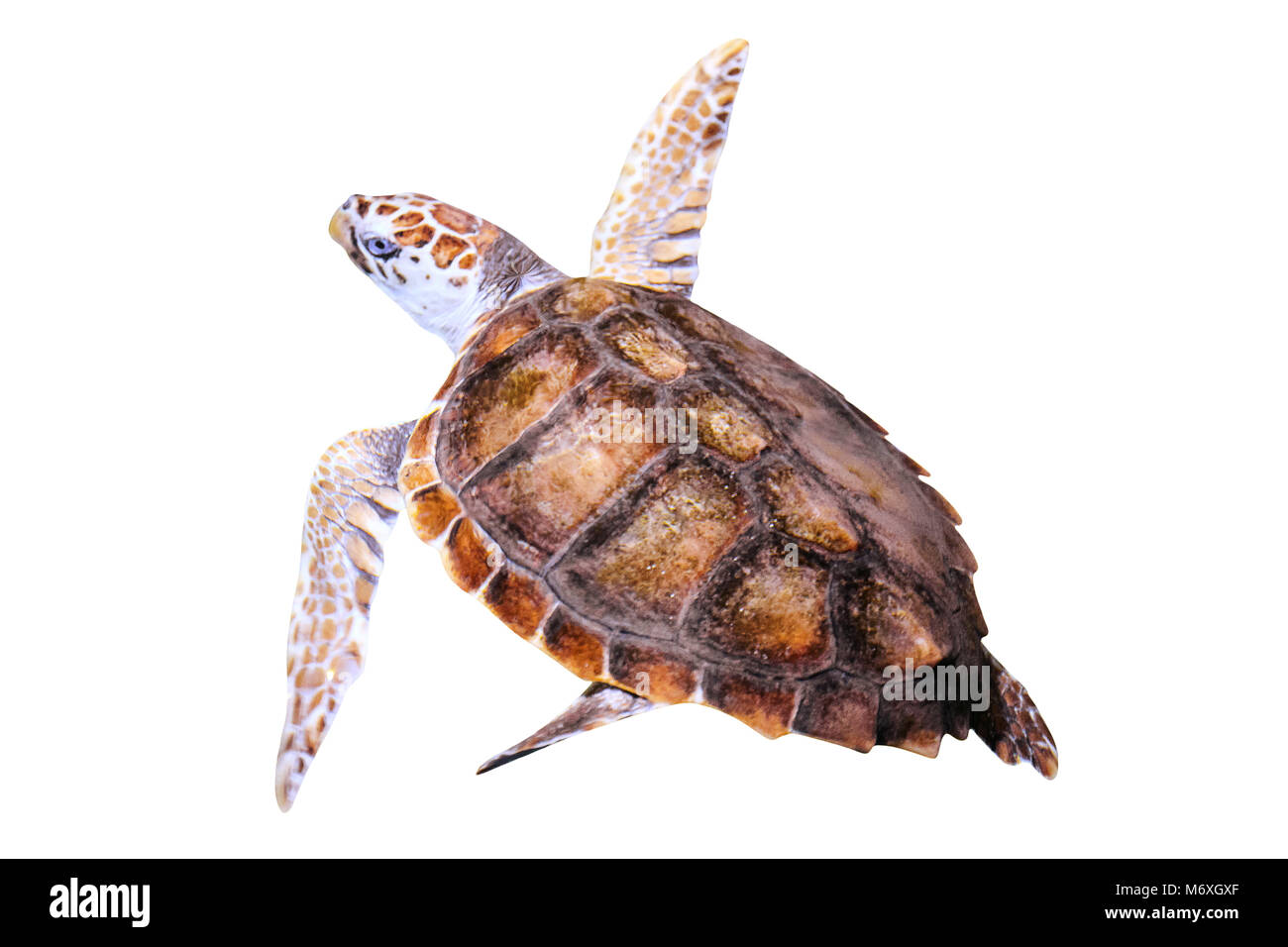 Tortue verte, Chelonia mydas, isolé sur fond blanc. En Australie il est situé à : sud de Grande Barrière de Corail, dans le Nord de la Grande Barrière de Corail, Mer Méditerranée, golfe de Carpentarie, en Australie occidentale. Banque D'Images