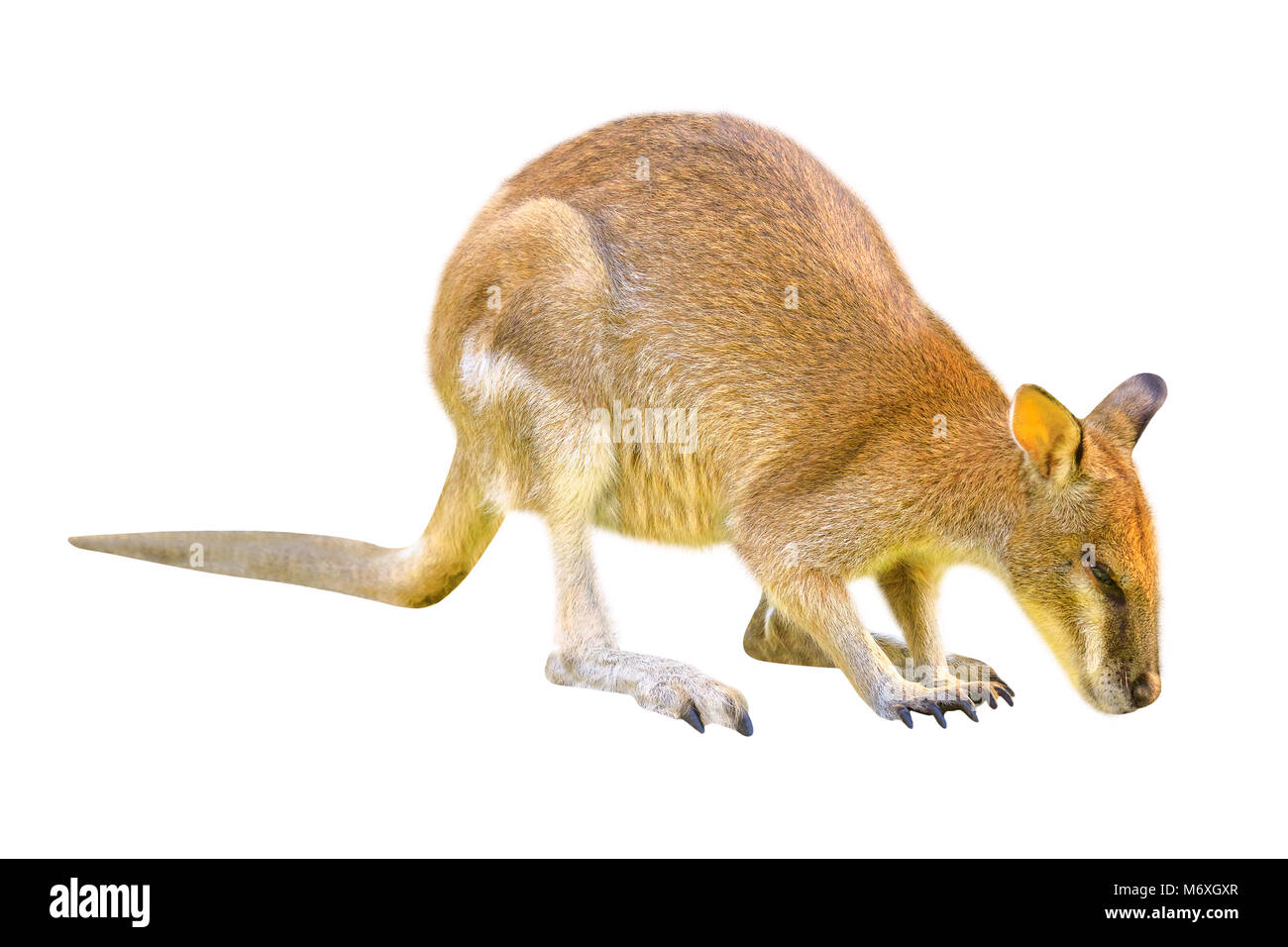 Macropus Rufogriseus Wallaby, australien, side view isolé sur fond blanc. Le Wallaby est un marsupial de la famille des Macropodidae dont la taille n'est pas suffisamment grand pour être considéré comme un kangourou. Banque D'Images