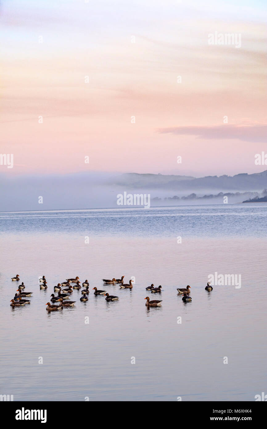 Les Bernaches du Canada et les couleurs matin brumeux sur le lac Bassenthwaite, Cumbria, Angleterre. Banque D'Images