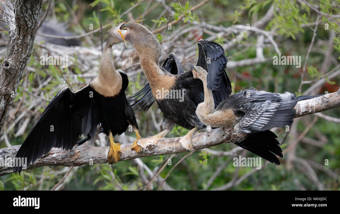 Anhinga femelle nourrir son poussin alors que sa plus petite sœur regarde sur - Venise, en Floride Banque D'Images