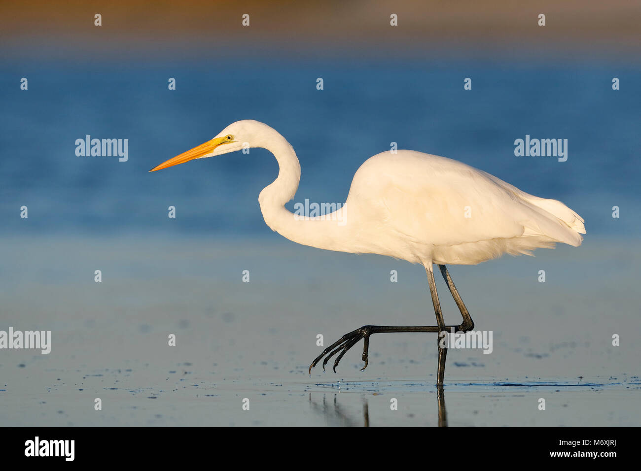 Grande Aigrette (Ardea alba) traquant un poisson dans une lagune peu profonde - Comté de Pinellas, Floride Banque D'Images