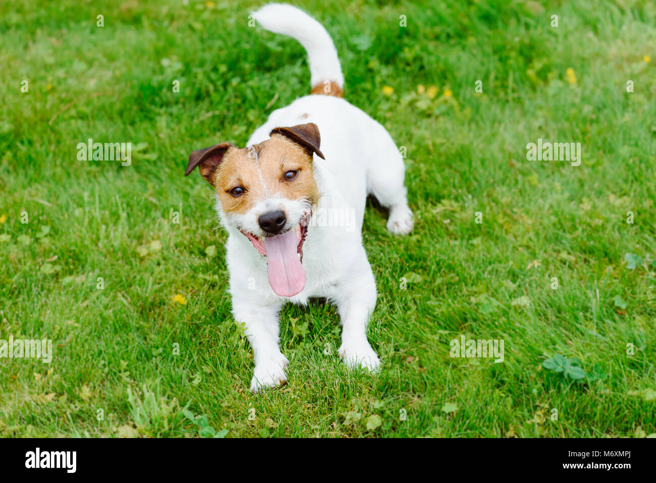 Chien obéissant à la commande en attente d'événements Banque D'Images