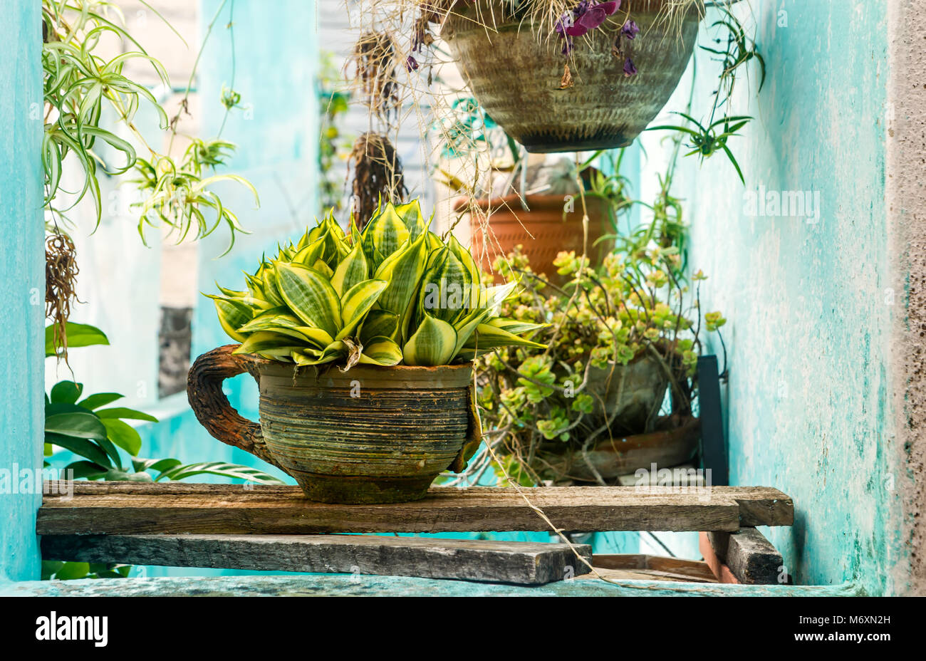 Plantes tropicales sur une véranda à une maison à Cuba Banque D'Images