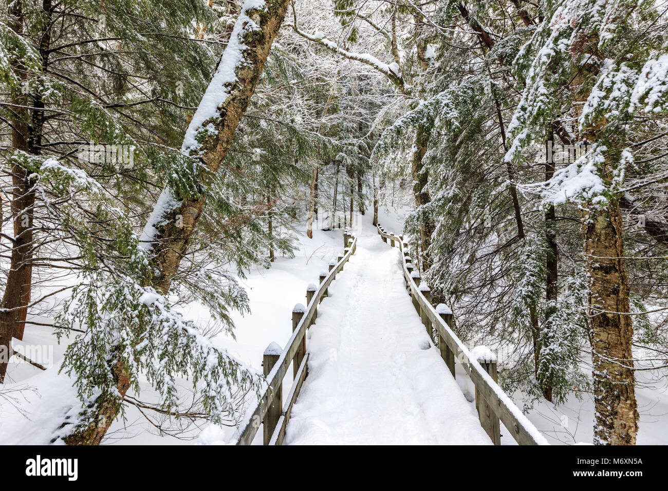 Chemin couvert de neige à Wagner tombe dans la Péninsule Supérieure du Michigan. La neige recouvre les branches de sapins et de pins, ainsi que la passerelle en bois, je Banque D'Images