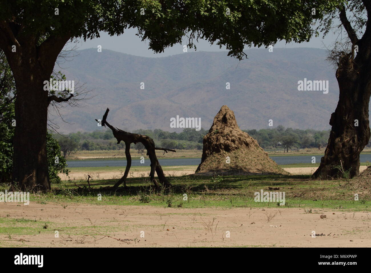 Femme à jambes longues oreilles long chien girafe Banque D'Images