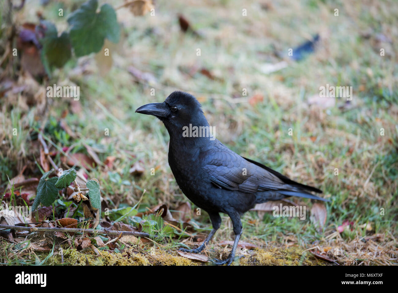 Oiseau Noir De Lig Dans La Ville Corbeau à Gros Bec