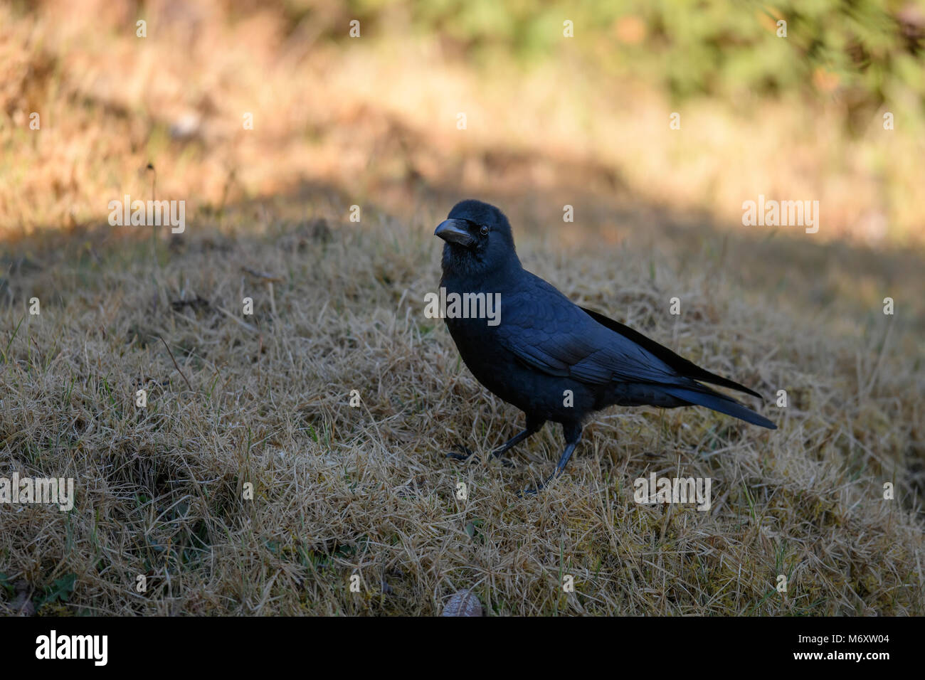 Oiseau Noir De Lig Dans La Ville Corbeau à Gros Bec