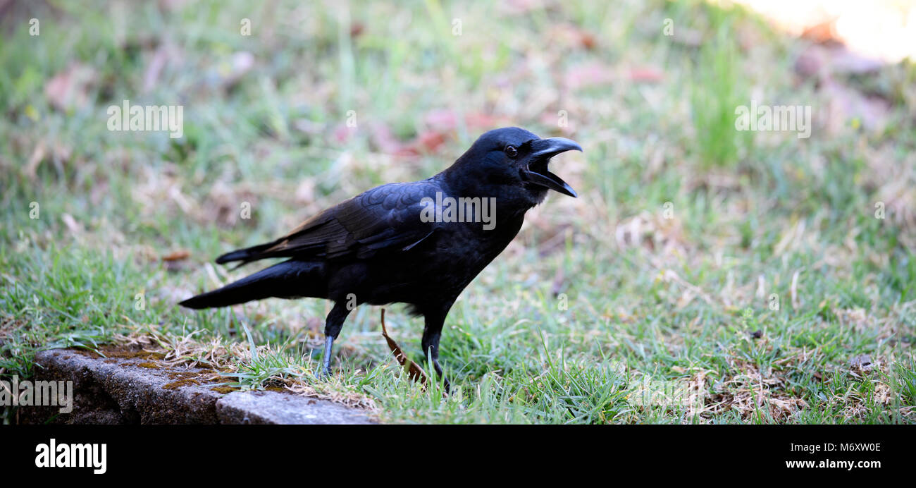 Oiseau Noir De Lig Dans La Ville Corbeau à Gros Bec