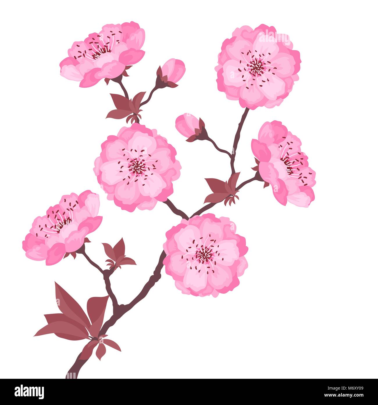Branche avec des fleurs de cerisier sur fond blanc Illustration de Vecteur