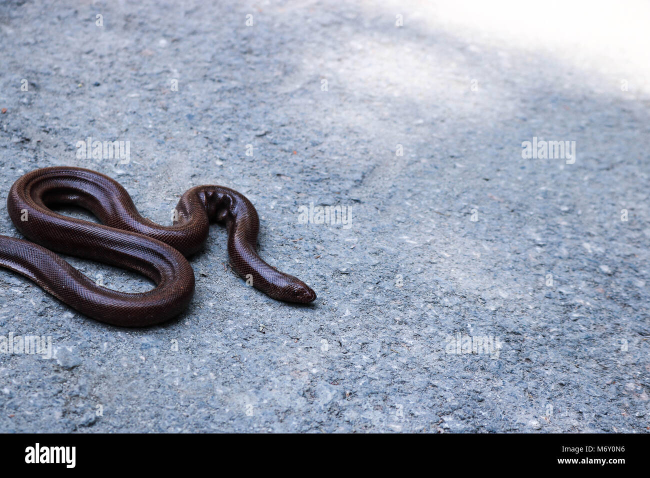 Brown house snake Banque D'Images