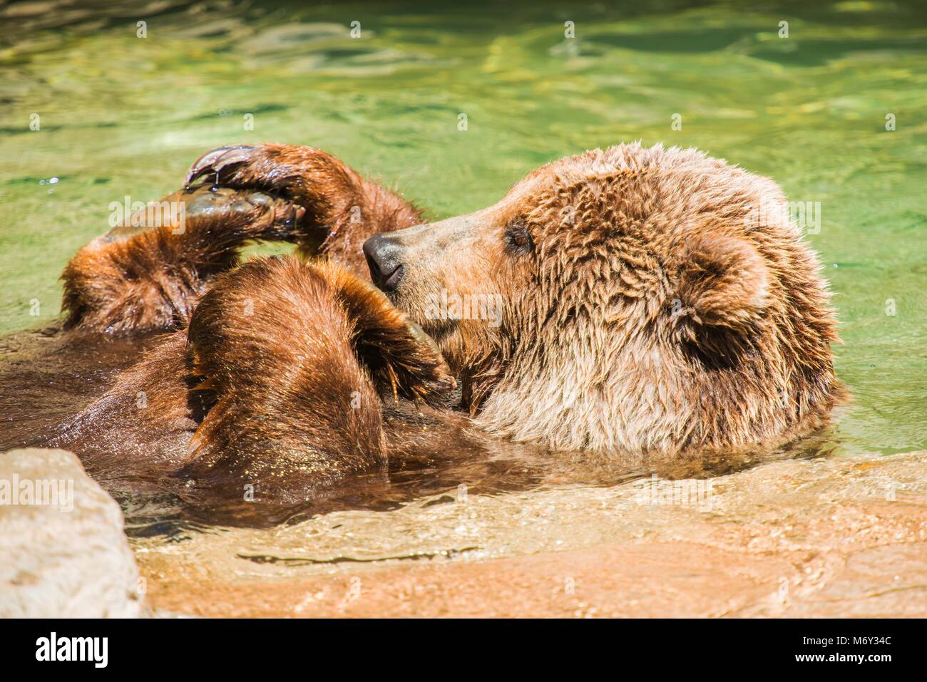 Grizzly Bear s'amuser dans l'eau. L'ours brun de l'Amérique du Nord Banque D'Images