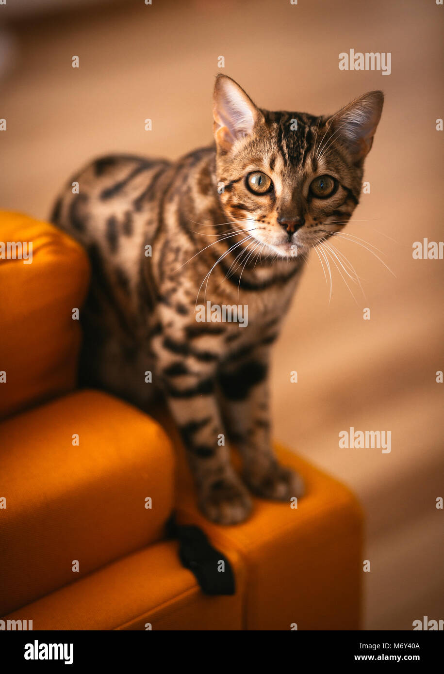 Joli chat Bengal se dresse sur la table jaune Banque D'Images