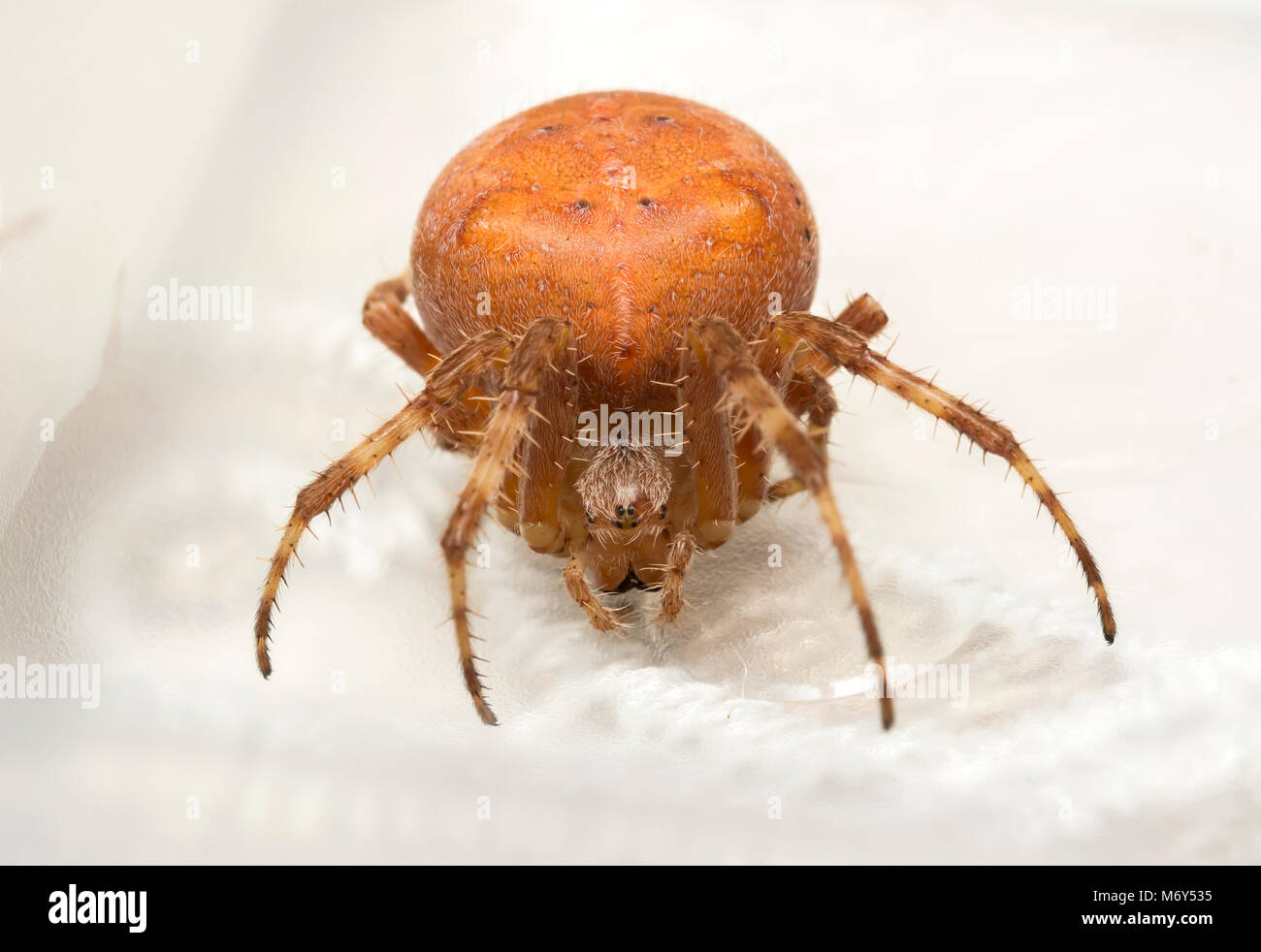 Araneus Diadematus Europeen Jardin Araignee Araignee Rouge Photo Stock Alamy