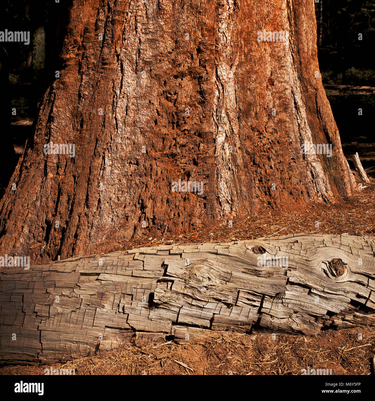 Belle texture de l'écorce des arbres Séquoia dans la lumière du soleil - arbre mort couché avec des fissures et vivante de l'arbre rouge. Banque D'Images