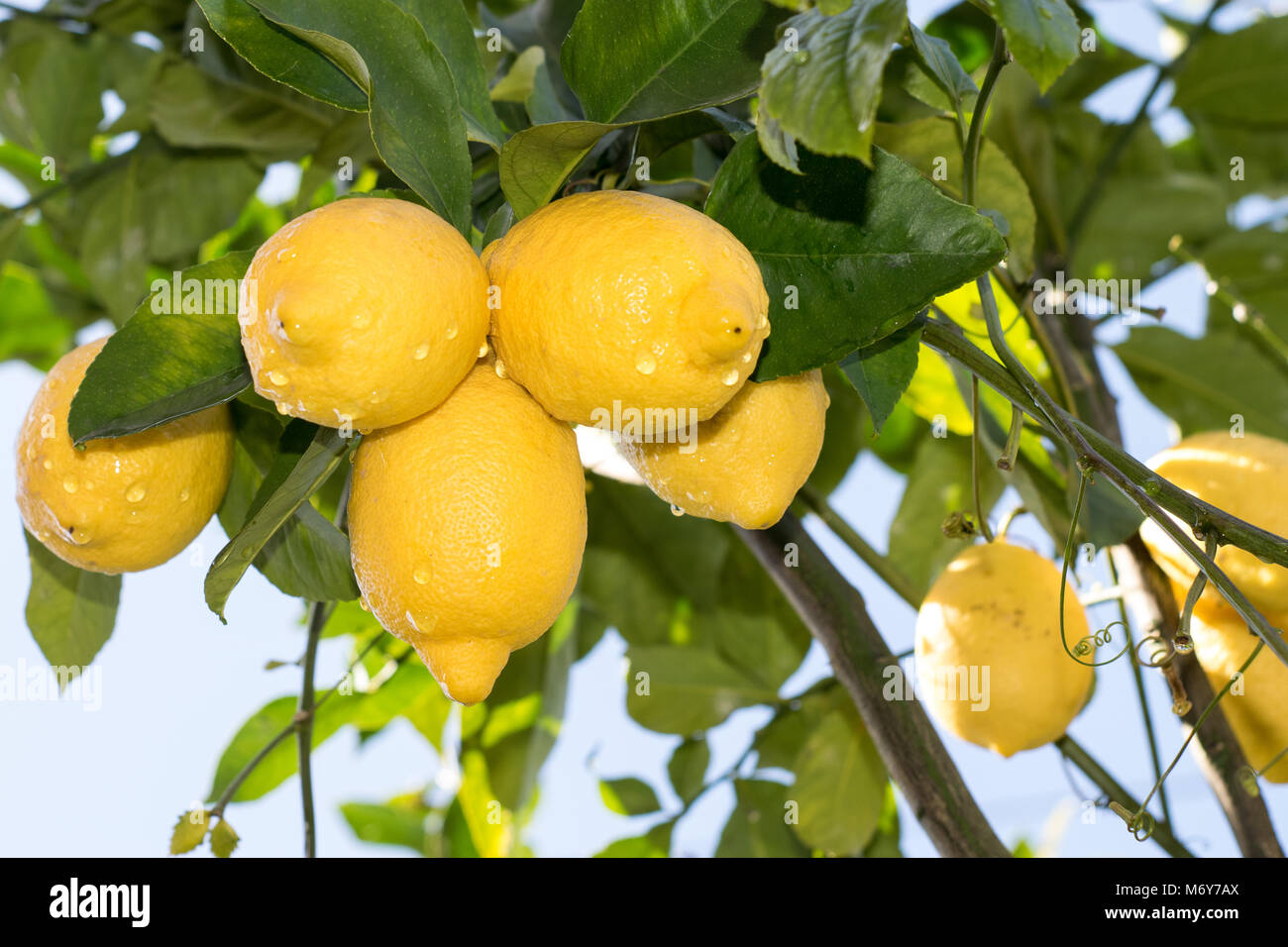 Citrus lemon tree de citrons au Portugal, en bonne santé et l'alimentation médicale. Banque D'Images