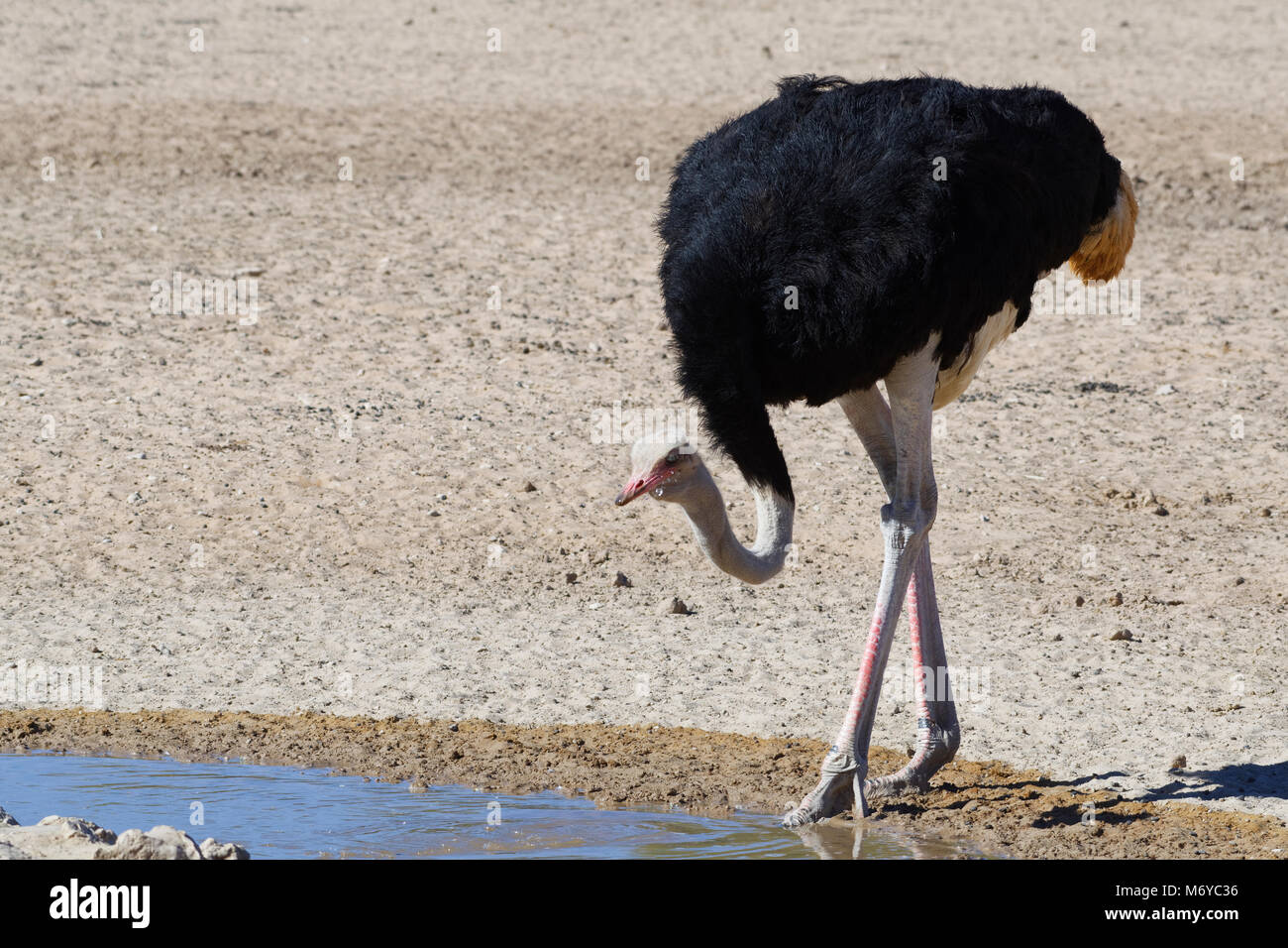 Autruche d'Afrique du Sud (Struthio camelus australis), mâle adulte de boire à un point d'eau, Kgalagadi Transfrontier Park, Northern Cape, Afrique du Sud Banque D'Images