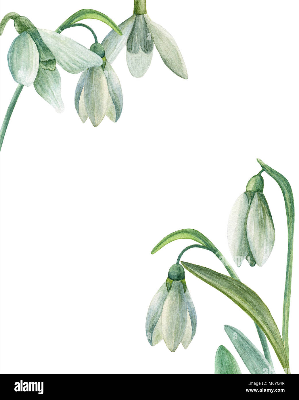 Aquarelle snowdrop. Les fleurs du printemps. Bouquet floral. Modèle de conception de cartes de vœux Banque D'Images