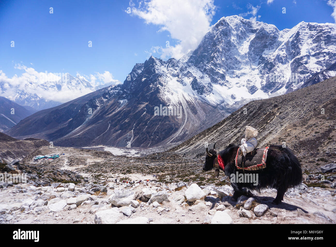 Un Yak noir avec les sommets de montagnes de l'Ama Dablam arrière-plan. Vallée du Khumbu, sur le chemin de l'Everest Camp de Base. L'Himalaya, au Népal. Banque D'Images