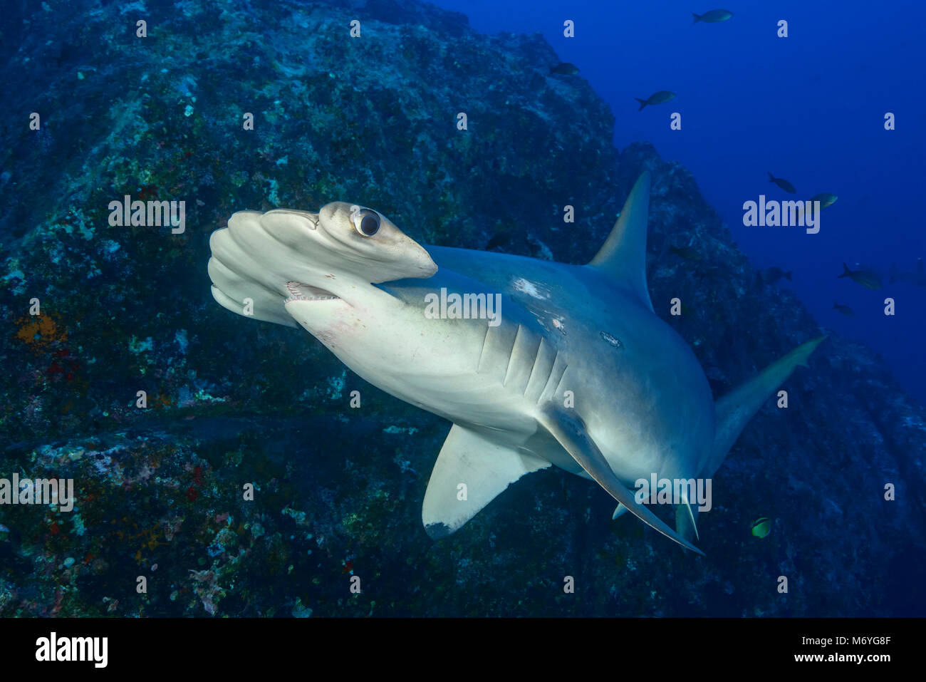 Requin-marteau halicorne Sphyrna lewini,l'île Cocos,,Costa Rica,Océan Pacifique Banque D'Images