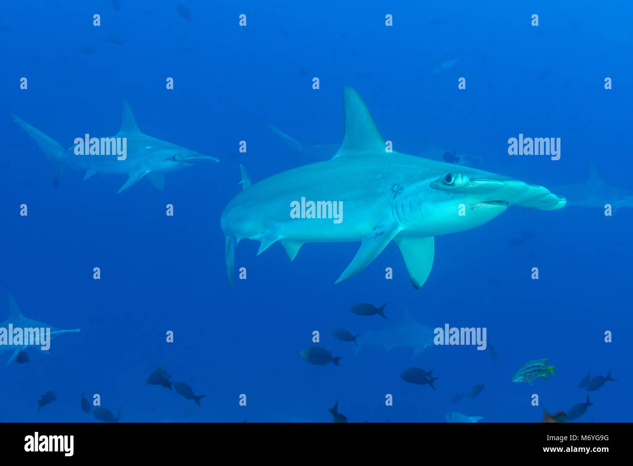 Requin-marteau halicorne Sphyrna lewini,l'île Cocos,,Costa Rica,Océan Pacifique Banque D'Images