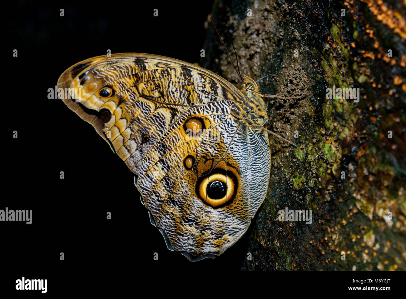 Dusky Giant Owl Butterfly, Caligo Illionius, Costa Rica, Parc National De Carara Banque D'Images