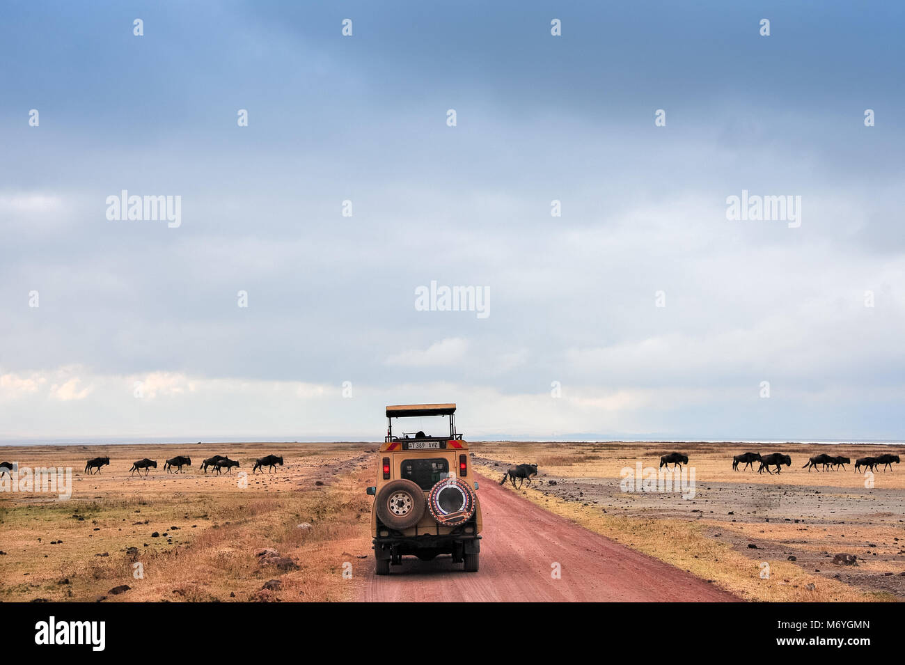 Troupeau de gnous traversant la poussière rouge en face de la route véhicule safari. Voir salt lake et de ciels de nuages gris, Ngorongoro, Tanzania Banque D'Images