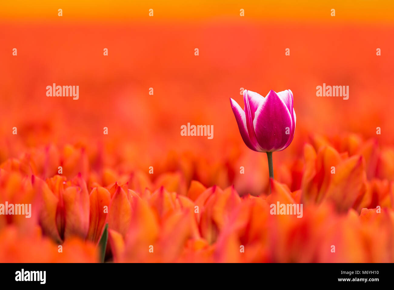 Un seul purple white tulip est la floraison au printemps dans un champ plein de tulipes orange. La seule tulipe est plus grand que les fleurs orange, whi Banque D'Images